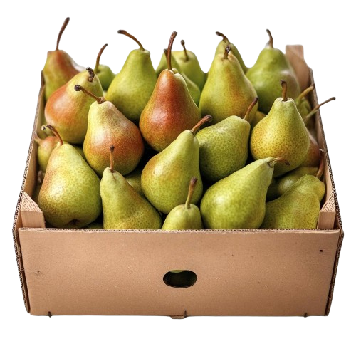 pera caja 100 ud Pera Caja de 100 unidades