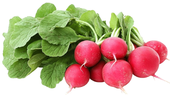 rabano Rábano 1 libra