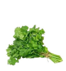 Cilantro 1 mazo